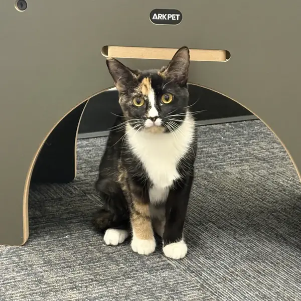Cat boarding suite at K9 Rox Club
